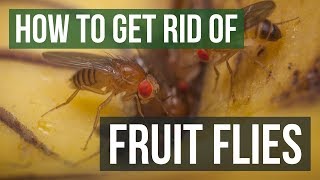 How to Get Rid of Fruit Flies (3 Simple Steps)