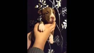 A vendre american bully ABKC lignee DAXLINE