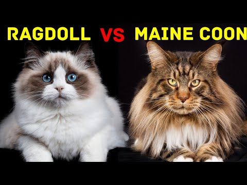 Ragdoll VS Maine Coon Cat | Which Cat Breed is Right for You?