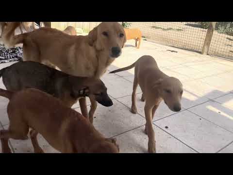 Vídeo de KHALEESI