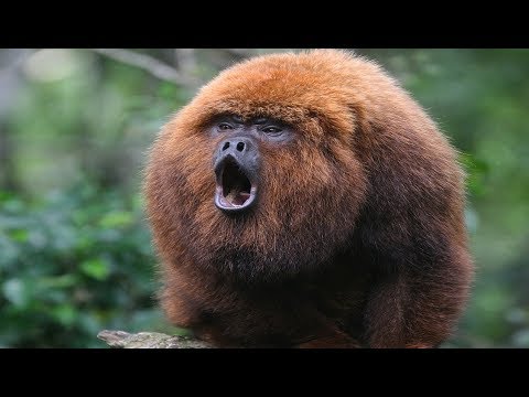 image-Where are monkeys most commonly found?
