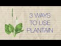 Herb Notes: The Medicinal Benefits of the Herb Plantain