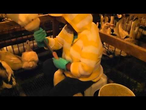 Feeding Ducks for Foie Gras at Hudson Valley Foie Gras