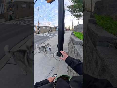 Sometimes I question what’s going on upstairs 😂 #dogshorts