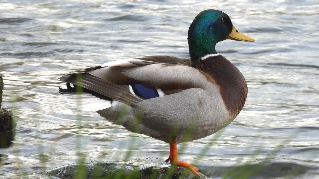 Mallard Duck Drake (Anas platyrhynchos) relaxing and preening in the afternoon (tranquil&boring)(4K)