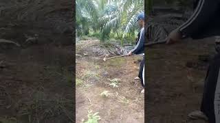 Download lagu Ketemu Ular Kobra di Kebun Sawit #lucu #binatang #shortvideo mp3