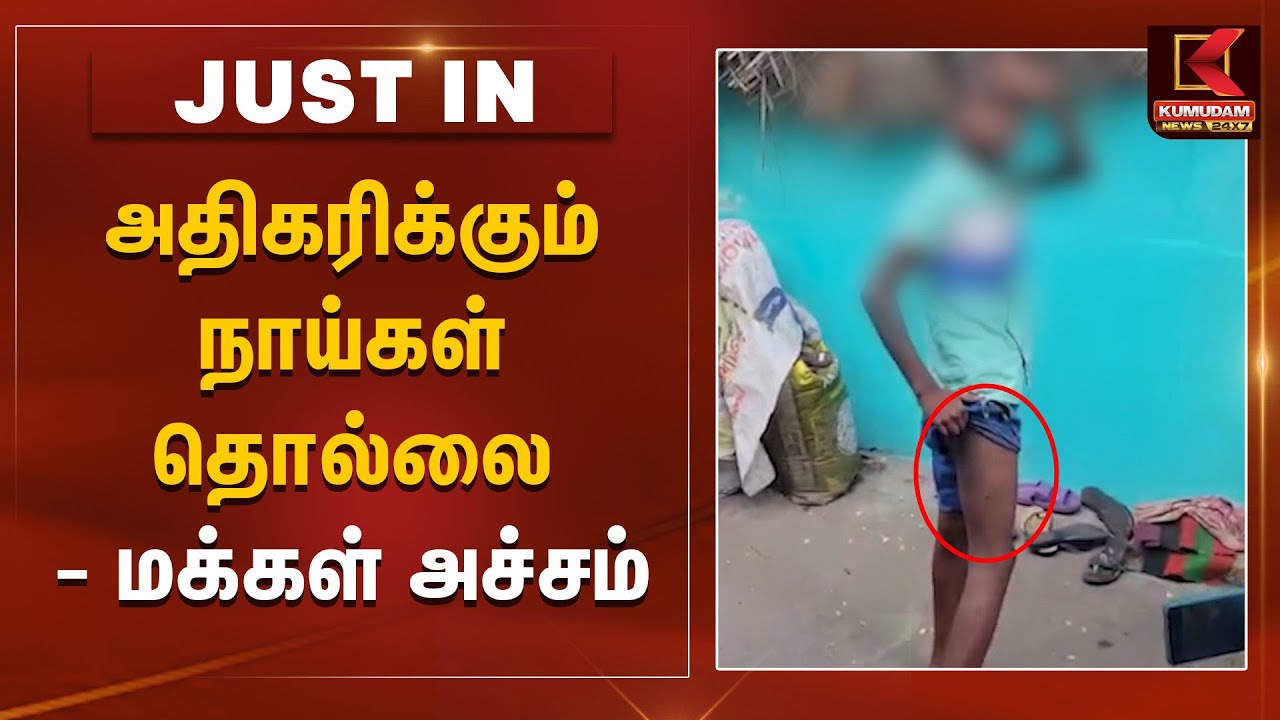 அதிகரிக்கும் நாய்கள் தொல்லை - அச்சத்தில் உறைந்த மக்கள் | Dog Attack increase | Chennai |Kumudam News
