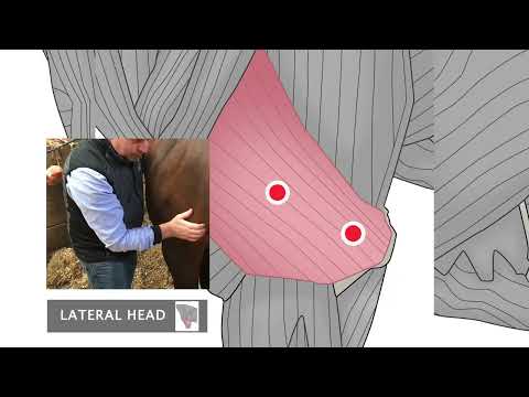 Unleash the Power of Massage and Trigger Point Therapy for Your Horse's Well-being