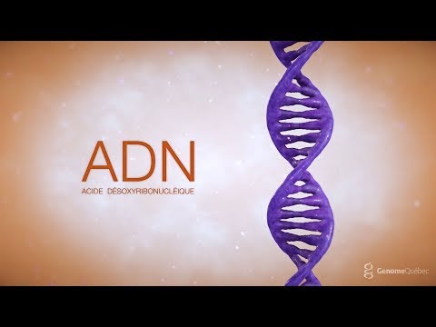 De la cellule à l'ADN