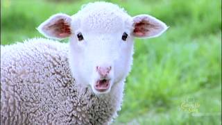 Processing Sheep Wool for Yarn Retailers and Fabric Designers