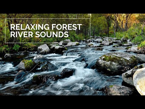 30 MINUTES of Relaxing river sounds | Forest river | FOR SLEEPING and MEDITATION