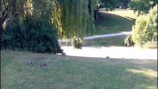 Neu bei C&A, kuen, Köln Nippes, 19.06.2015