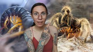 INTENSE Centipede Feeding & Rose Hair Tarantula ATTACK! - Feeding My Pet Invertebrates