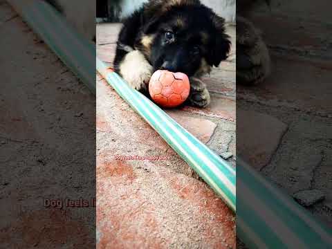 our place ♥️💎 #dog #dogsworld #dogbreeds #germanshepherdpuppy #germanshepherd #amazingdogs #dogs