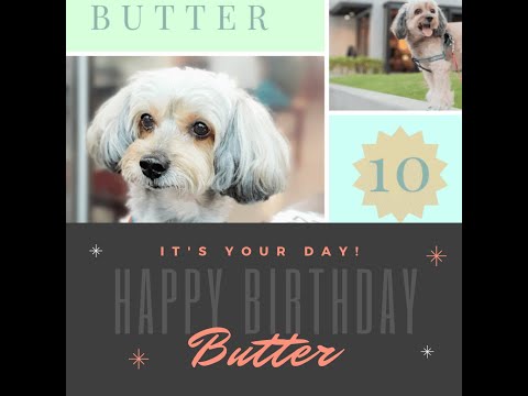 2019.04.06 Butter 巴特十歲囉🎂