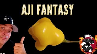 Aji Fantasy Chile and the Morning Walk Kernersville NC