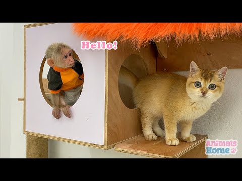 Welcome Ely kitty to Animals Home