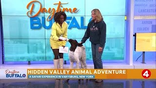Daytime Buffalo: Hidden Valley Adventure safari tours running through October | Sponsored Segment