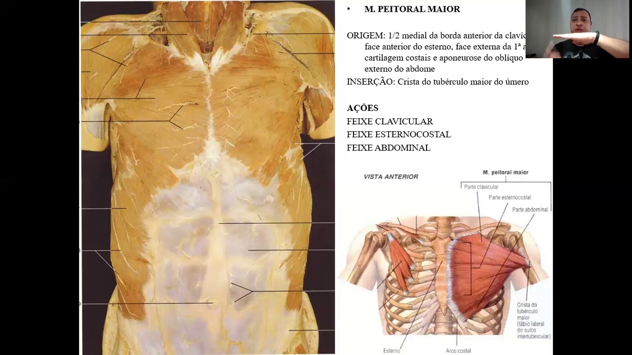 VÍDEO AULA MÚSCULOS DO TÓRAX