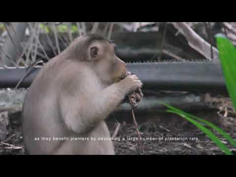 2 Macaca nemestrina Project