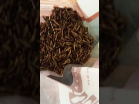 That’s how I feed my chickens: lots of good stuff with shrimp shells 🤗🐓#pets #chickenfarming