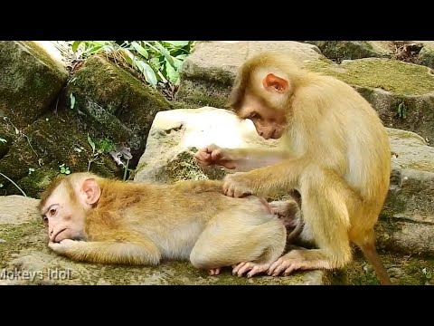 Xxxx Monkey Vs Men Sex - âž¤ Monkey Sex Bf â¤ï¸ Video.Kingxxx.Pro