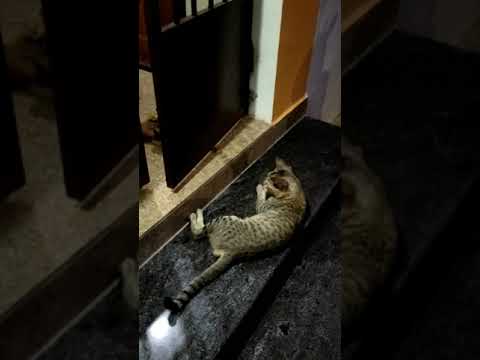 #FunnycatsLife #Funny #Curious_cats        subscribe for more