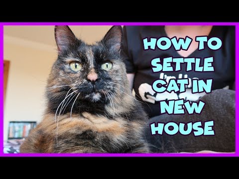 How To Help Your Cat Get Used To Their New Home | Tips To Settle a Cat In A New House
