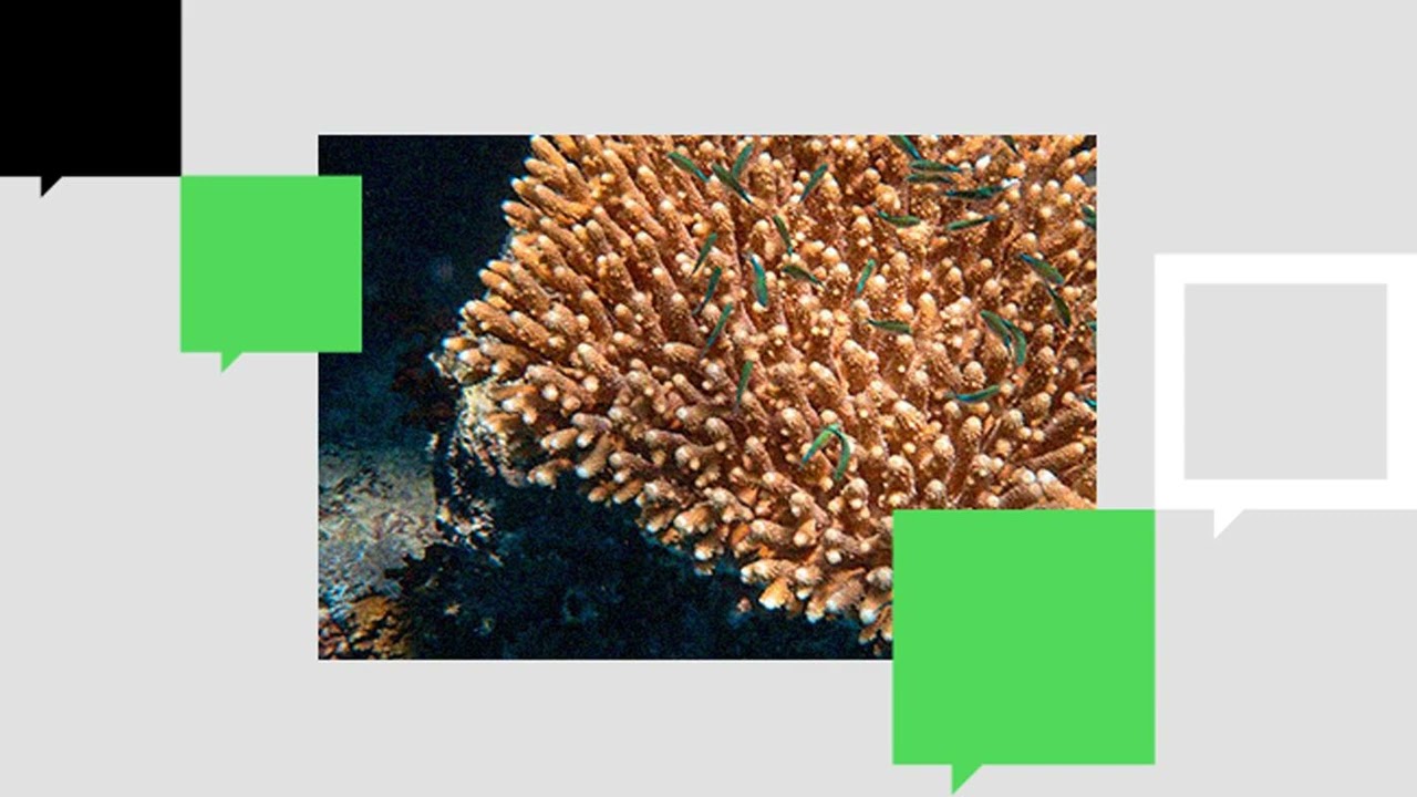 From Lab to Life: How to Heat-Proof Coral Reefs