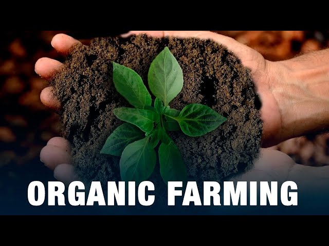 Organic farming