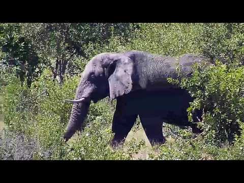 Djuma: Lone Elephant bull - 13:13 - 04/06/20