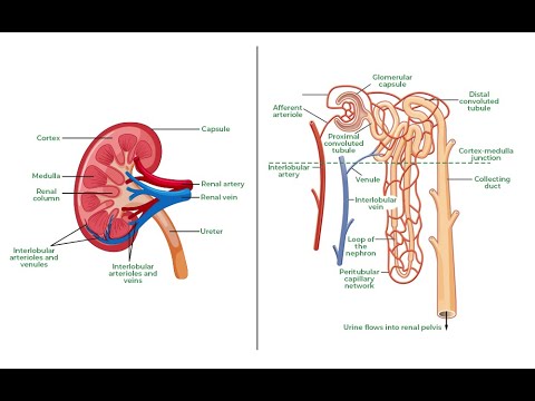 Anatomy of Nephrons ; Renal Corpuscle, Renal tubule, Proximal, Loop of Henle, Distal convoluted