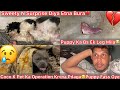 Life Ka Sbse Bura Din Sweety N B Achanak Puppies Ko Janam Diya Surprise Coco Ka Operation Hoga