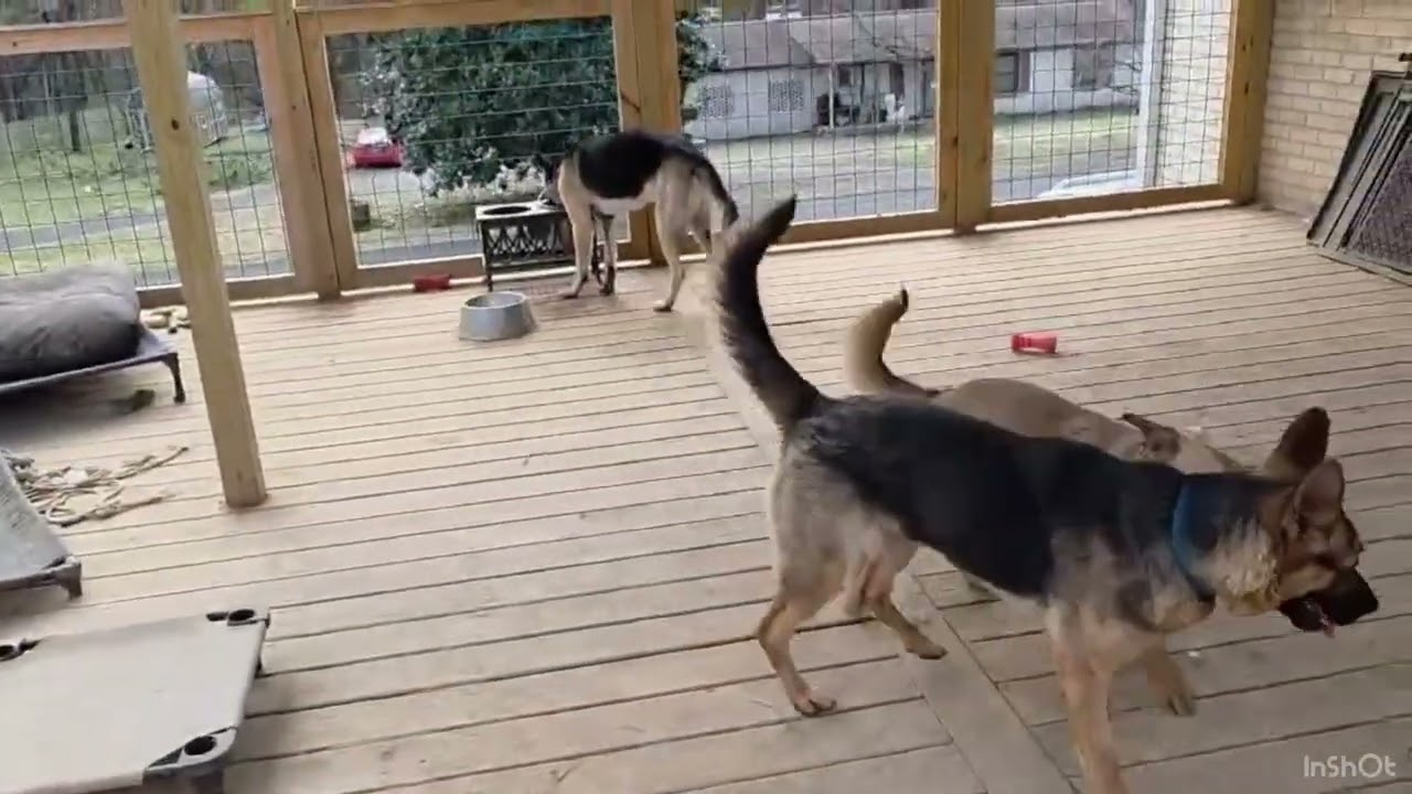 Enlarge Aster, an adopted German Shepherd Dog in Greeneville, TN video 5/5