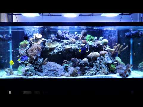 Reef Tank Maintenance and Water Changes