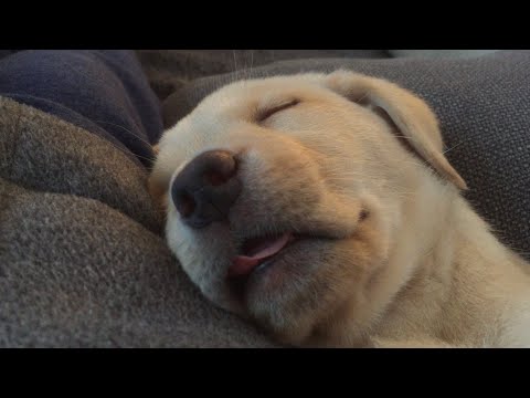 Olive and Mabel - Puppy Love.