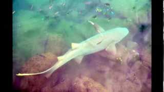 preview picture of video 'requins à Moorea le 28 sept 2013 lors d'une partie de pêche'