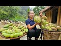 Harvesting sour mangoes goes to the market sell - Sweet and sour mango salad recipe | Ly Thi Tam