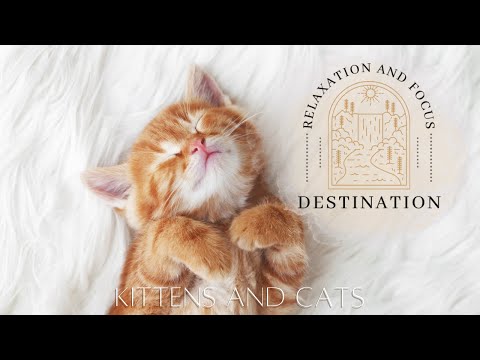 Cat TV Cute 4K Cats and Kitten Mood Booster TV Background, Happy Ambient Music - Relaxing, Calming