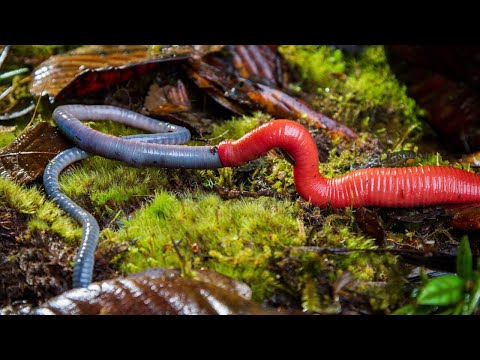 Monster Leech swallows Giant Worm - Bloody battle