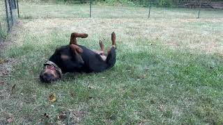 Video preview image #1 Rottweiler Puppy For Sale in Mooresville, NC, USA