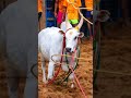 Karur Vellai Subscribe Jallikattu Trending Video Maadu Viral Shorts Jullikattu Rasigan123Y