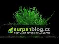 Akvarijní rostliny Taxiphyllum alternans - Taiwan moss
