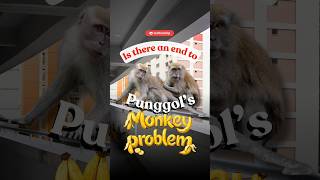 Is there an end to the macaque problem in Punggol? | Mothership Inbox