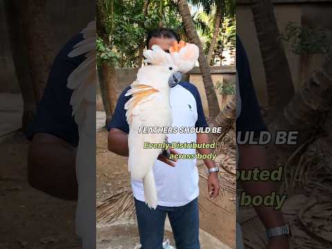 Identifying a Healthy Moluccan Cockatoo | Feathers Conditions | #ShaikhTanveer #MoluccanCockatoo