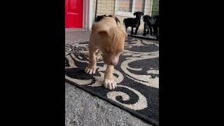Video preview image #1 Labrador Retriever-Unknown Mix Puppy For Sale in The Woodlands, TX, USA