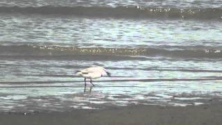 preview picture of video 'Manawatu Estuary Birds 2013-11-10'