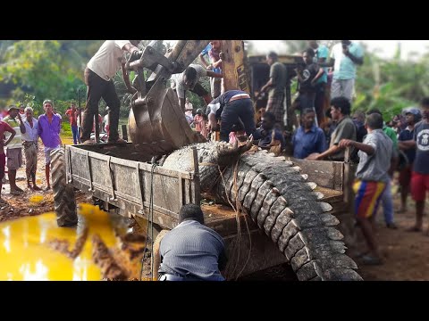 15 Cocodrilos Capturados más Grandes y Peligrosos