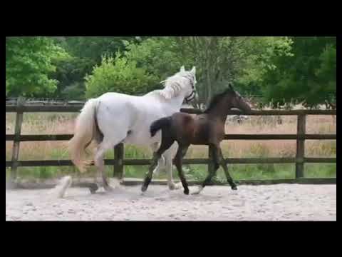 Diamantsky:DIAMANT DE SEMILLY x CORNET OBOLENSKY