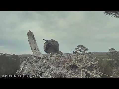 Breakfish interupted 3/17/19 (Savannah Osprey nest)